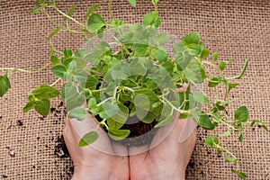 Woman`s Hands holding Organic Oregano Plant with roots in fertilized soil on natural burlap. Origanum vulgare. Mint Fam