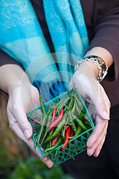 Woman's Hands Holding a Small Basket of Freshly Picked Organic Chili Peppers at the Farmers Market