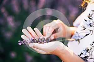 Woman's hands holding a small lavander bouquet. Girl with a bouquet on a lavender field. Lavender bushes closeup on