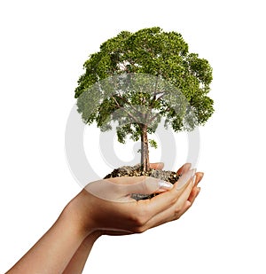 Woman's hands holding soil with a tree.