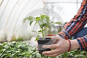 Woman`s hands holding tomato plant in the pot with ground