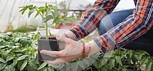 Woman`s hands holding tomato plant in the pot with ground