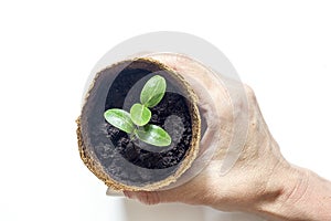 Woman`s hands holding tomato plant in the pot with ground