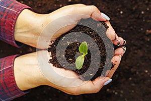 Woman& x27;s hands holding young green seedling in soil, closeup