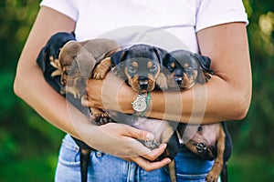 Woman`s hands holds four dachshund puppies outdoor. Closeup view