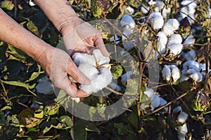 Woman`s hands picking cotton