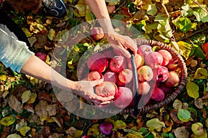 Woman& x27;s hands picking ripe red organic apples in basket in autumn garden.