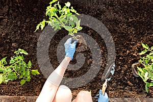 Woman`s hands planting tomato seedlings in greenhouse. Organic gardening and growth concept