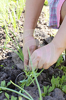 The woman& x27;s hands are pulling grass with roots and soil from the ground, pulling out weeds. A selection of grass