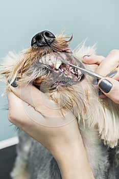 Woman`s hands remove the stone from the dog`s teeth using a metal tool