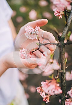 Woman`s hands touching branch of pink flowers