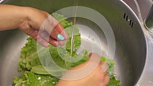 Woman`s hands washing lettuce in kitchen sink. Slow motion.