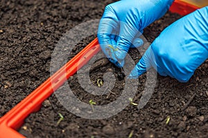 Woman's hands, wearing rubber gloves, planting germinated tomato seeds in a plastic container filled with soil.