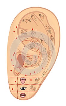 Woman`s left ear with symbolic designations of acupuncture zones and internal organs. Alternative medicine. Illustration. Isolate