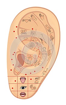 Woman`s left ear with symbolic designations of acupuncture zones and internal organs. Alternative medicine. Illustration. Isolate photo