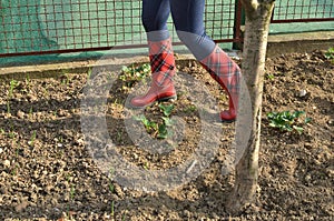 Woman`s Legs in Red Rubber Boots in a Garden