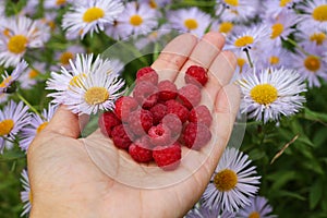 A woman`s open palm with ripe forest raspberries against a background of lilac daisies