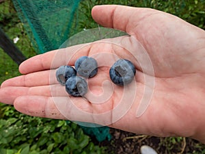 Woman's palm with some big, ripe cultivated blueberries or highbush blueberries with green garden scenery in background