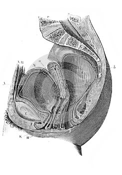 Woman`s pelvis cut in the old book D`Anatomie Chirurgicale, by B. Anger, 1869, Paris