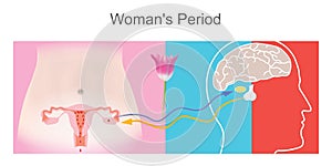 Woman`s Period. Illustration describe the effects of pituitary gland relationships