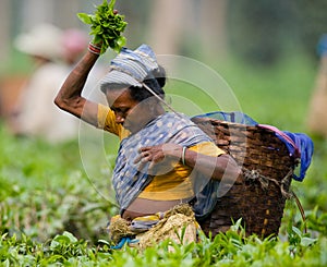 The woman's portrait - collectors of tea from the nearby village.