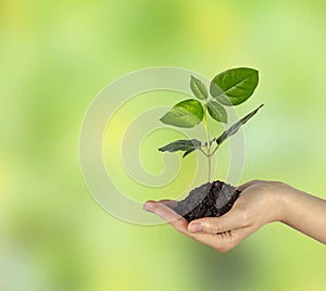 Sapling in hand