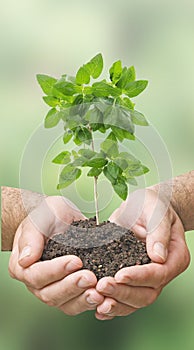 Sapling in hand