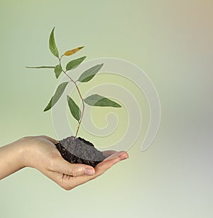 Sapling in hand