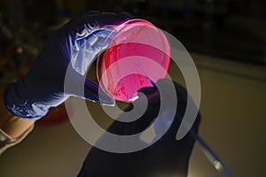 Woman scientist picking up colony of a red bacterial culture from pink compound treated agar plate  in a molecular biology