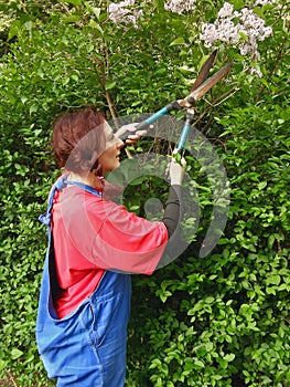 A woman with scissors and the tree lilac