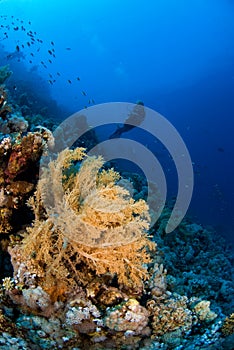 Woman scuba diver