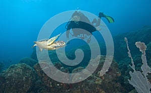 Woman scuba diver with sea turtle, St. Lucia