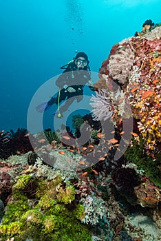 woman scuba diving on a tropical reef