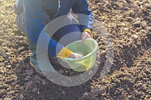 Woman seeding onions in organic vegetable garden