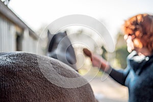 Una mujer para ver cepillar cuidado su un caballo en estable bloquear 