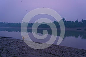 A woman is seen fishing at dusk in a water channel in the Sundarbans mangroves forest in India. Calm and serene landscape of rural