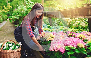 Woman selecting a pink hydrangea at a nursery