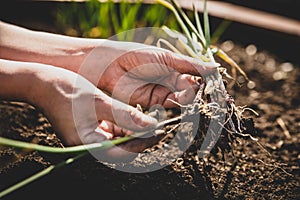 Woman is seperate garlic plants, better growing up