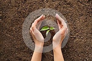 Woman setting out plant in soil