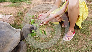 Woman Seychelles turtle