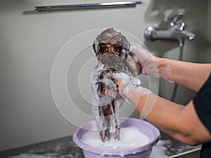 Woman shampooing brown mini toy poodle in grooming salon.