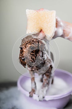 Woman shampooing brown mini toy poodle in grooming salon.