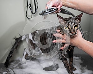 Woman shampooing a tabby gray cat in a grooming salon.
