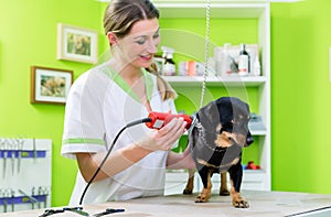 Woman is shearing dog in pet grooming parlor photo