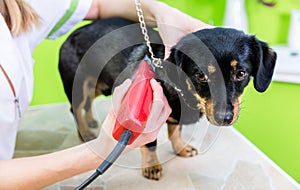 Woman is shearing dog in pet grooming parlor