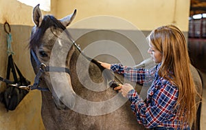 Woman shearing gray horse with trimmer