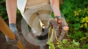 Woman shod in boots digs potatoes in her garden