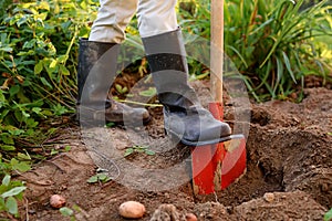 Woman shod in boots digs potatoes in her vegetable garden