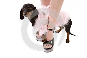 Woman shoe and dog