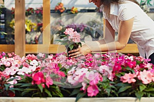 Woman shopping in garden center